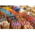 Pencil Giant, Lyra, unlacquered