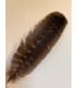 Feather
